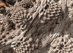 Mandelbulb078a